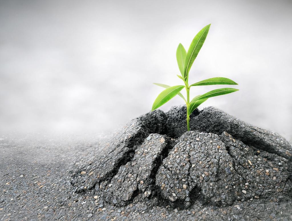 Seedling growing through concrete representing resilience and growth